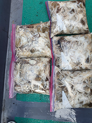 [푸른바다7호] 9월15일 쭈꾸미 갑오징어 조황