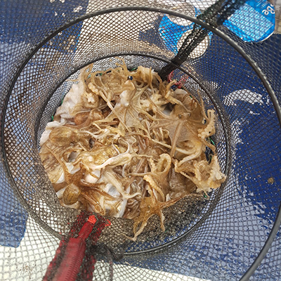 [푸른바다2호] 9월25일 쭈꾸미 갑오징어 조황