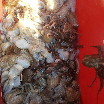 [푸른바다2호] 9월15일 쭈꾸미 갑오징어 조황