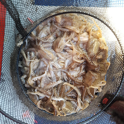 [푸른바다2호] 9월18일 쭈꾸미 갑오징어 조황