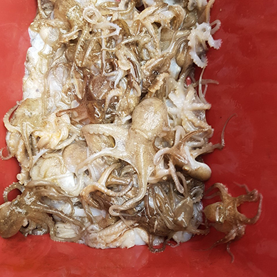 [푸른바다2호] 9월9일 쭈꾸미 조황