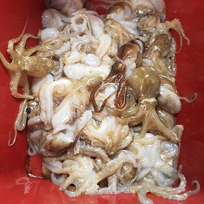 [푸른바다2호] 9월14일 쭈꾸미 갑오징어 조황