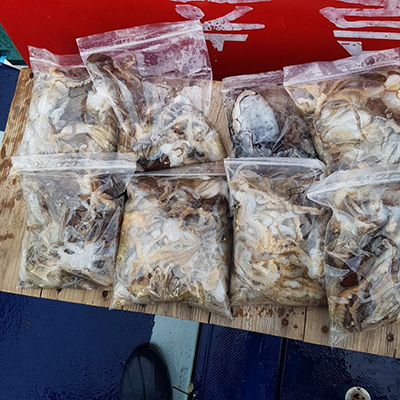 [푸른바다2호]10월06일 쭈꾸미 갑오징어 조황