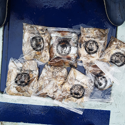 [푸른바다2호]10월23일 쭈꾸미 갑오징어 조황