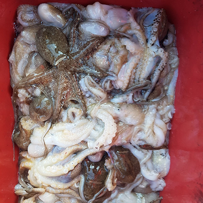 [푸른바다2호]10월19일 쭈꾸미 갑오징어 조황