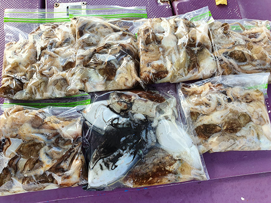 [푸른바다3호]10월05일 쭈꾸미 갑오징어 조황