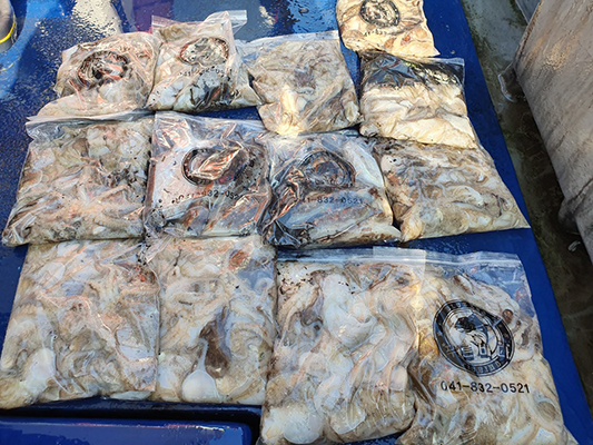 [푸른바다3호]10월20일 쭈꾸미 갑오징어 조황