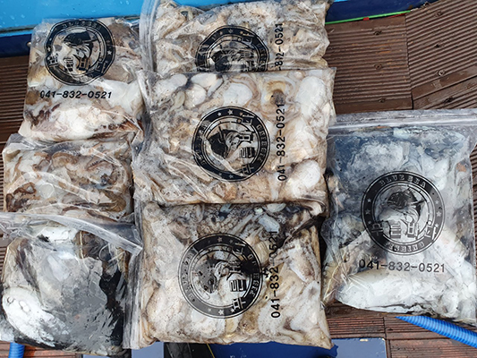 [푸른바다3호]10월23일 쭈꾸미 갑오징어 조황