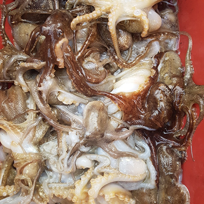 [푸른바다2호]10월25일 쭈꾸미 갑오징어 조황