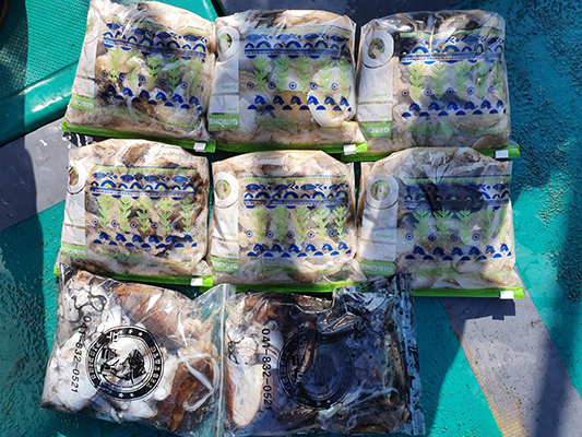 [푸른바다7호]10월12일 쭈꾸미 갑오징어 조황