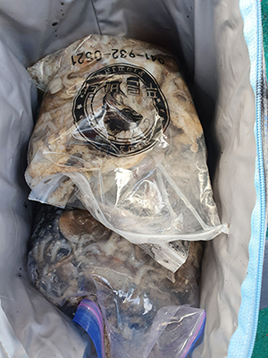 [푸른바다7호]10월05일 쭈꾸미 갑오징어 조황