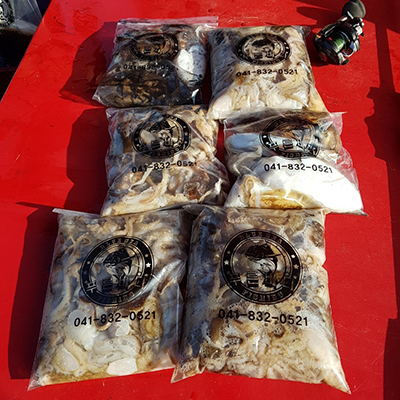 [푸른바다2호]10월24일 쭈꾸미 갑오징어 조황