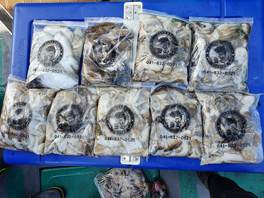 [푸른바다7호]10월13일 쭈꾸미 갑오징어 조황