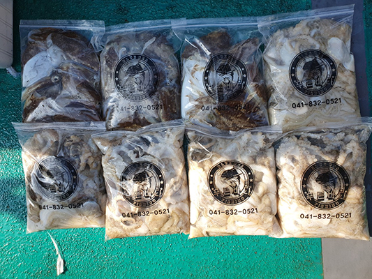 [푸른바다7호]10월19일 쭈꾸미 갑오징어 조황