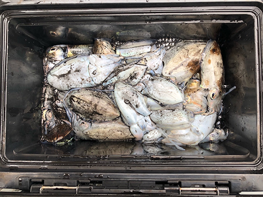 [스마일호]10월23일 쭈꾸미 갑오징어 조황