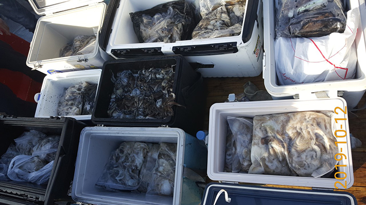 [바다용사호]10월12일 쭈꾸미 갑오징어 조황