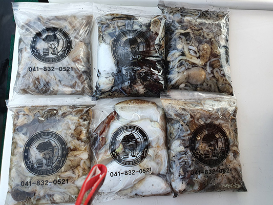 [푸른바다7호]10월06일 쭈꾸미 갑오징어 조황