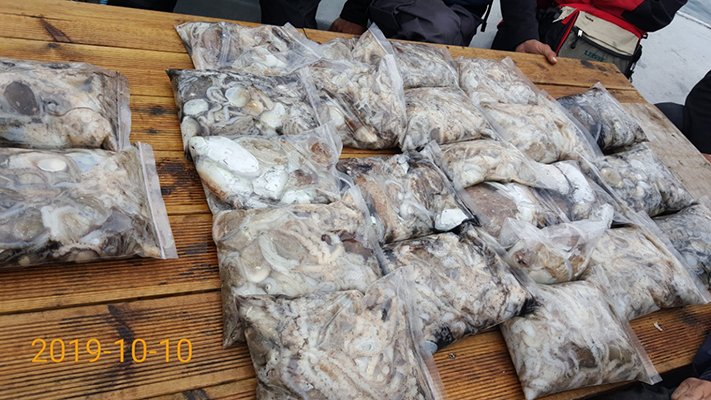 [바다용사호]10월10일 쭈꾸미 갑오징어 조황