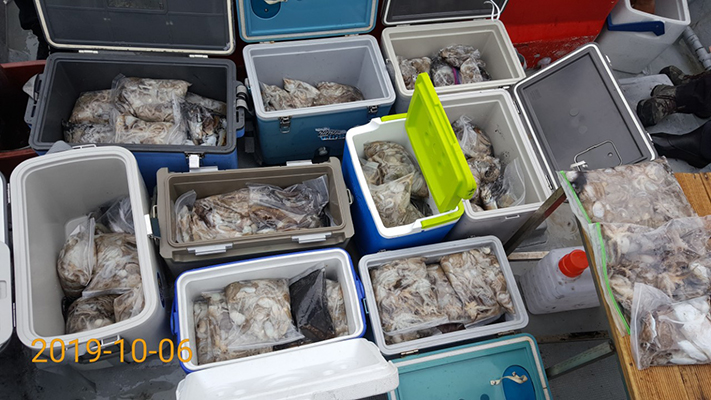 [바다용사호]10월06일 쭈꾸미 갑오징어 조황