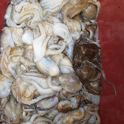 [푸른바다2호]10월07일 쭈꾸미 갑오징어 조황