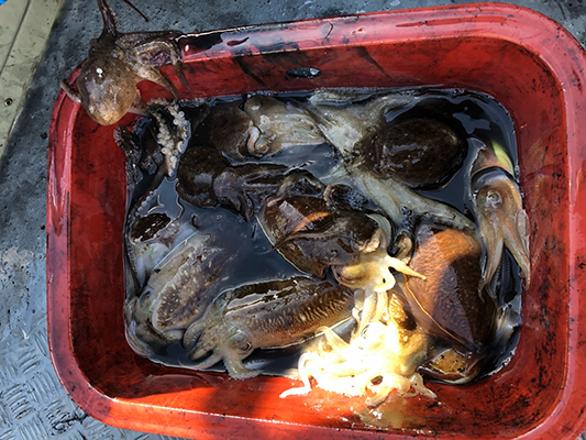 [스마일호]10월18일 쭈꾸미 갑오징어 조황