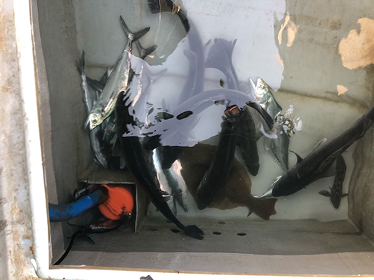 [스마일호] 10월11일 농어 조황