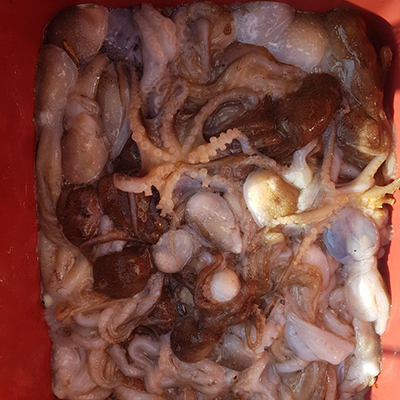 [푸른바다2호]10월22일 쭈꾸미 갑오징어 조황