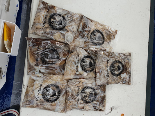 [푸른바다1호]10월06일 쭈꾸미 갑오징어 조황