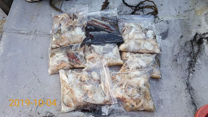 [바다용사호] 10월04일 쭈꾸미 갑오징어 조황