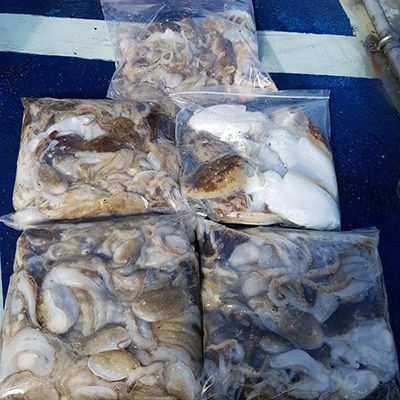 [푸른바다2호]10월13일 쭈꾸미 갑오징어 조황