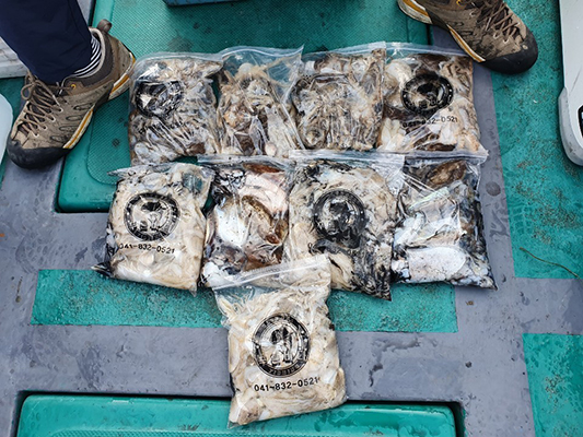 [푸른바다7호]10월10일 쭈꾸미 갑오징어 조황