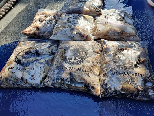 [푸른바다3호]10월08일 쭈꾸미 갑오징어 조황