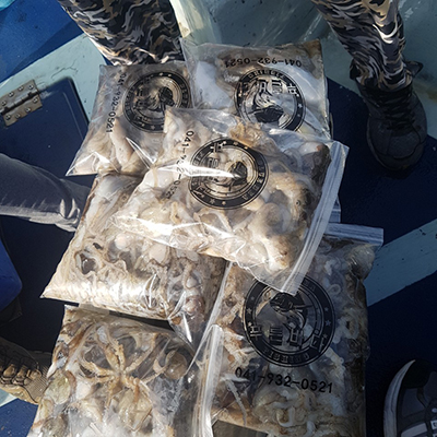 [푸른바다2호] 10월04일 쭈꾸미 갑오징어 조황