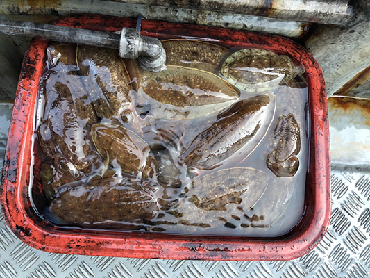 [스마일호]10월20일 쭈꾸미 갑오징어 조황