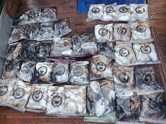 [푸른바다3호]10월18일 쭈꾸미 갑오징어 조황