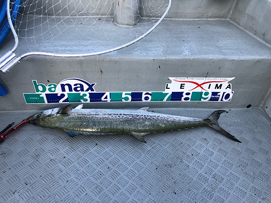 [스마일호]10월12일 농어 조황