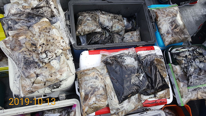 [바다용사호]10월13일 쭈꾸미 갑오징어 조황