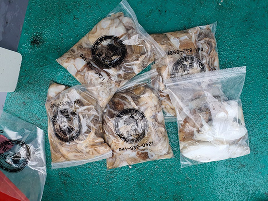 [푸른바다7호]10월07일 쭈꾸미 갑오징어 조황