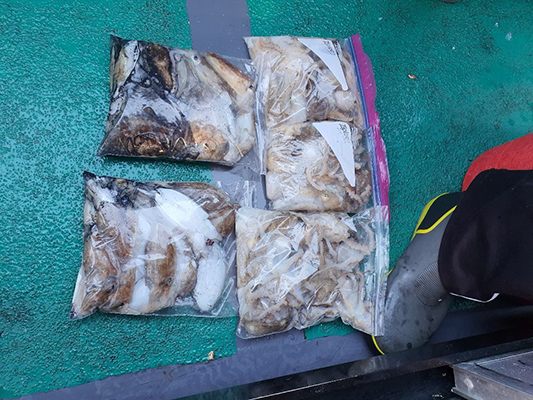 [푸른바다7호]10월09일 쭈꾸미 갑오징어 조황