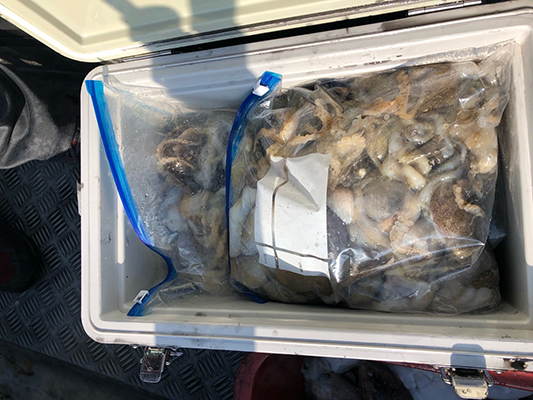 [스마일호]10월19일 쭈꾸미 갑오징어 조황