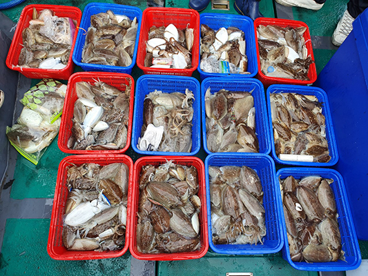 [푸른바다7호]10월16일 쭈꾸미 갑오징어 조황