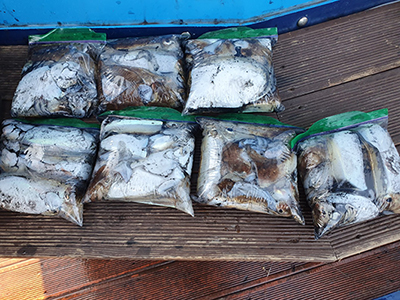 [푸른바다3호]10월13일 쭈꾸미 갑오징어 조황