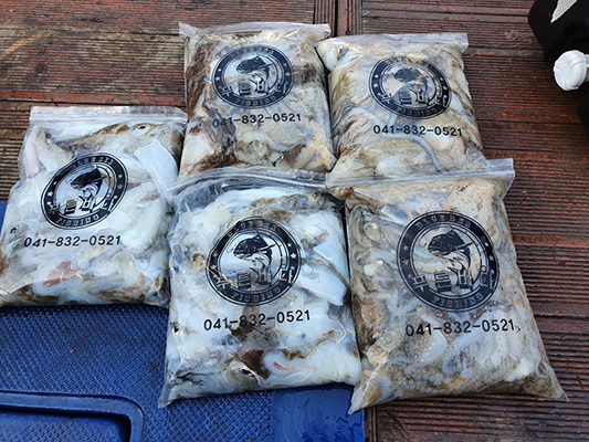 [푸른바다7호]10월11일 쭈꾸미 갑오징어 조황