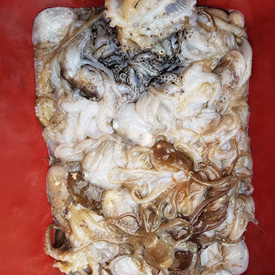 [푸른바다2호]10월05일 쭈꾸미 갑오징어 조황