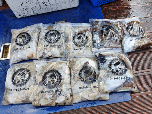 [푸른바다3호]10월19일 쭈꾸미 갑오징어 조황