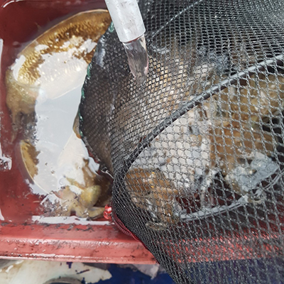 [푸른바다2호]10월10일 쭈꾸미 갑오징어 조황