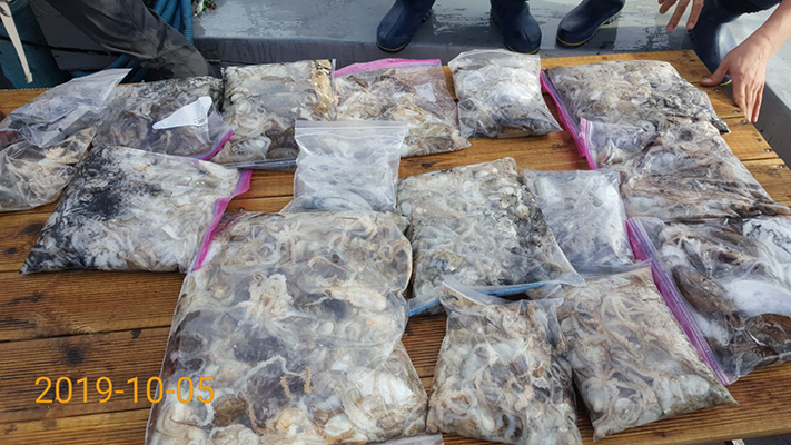 [바다용사호]10월05일 쭈꾸미 갑오징어 조황