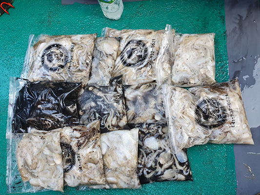 [푸른바다7호] 10월04일 쭈꾸미 갑오징어 조황