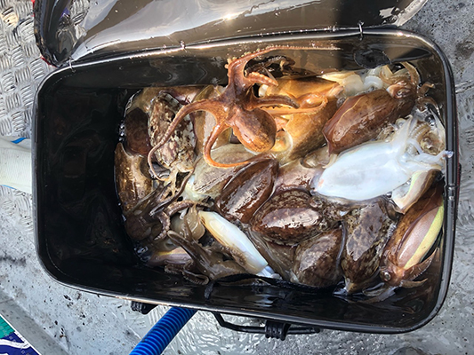 [스마일호]10월17일 쭈꾸미 갑오징어 조황