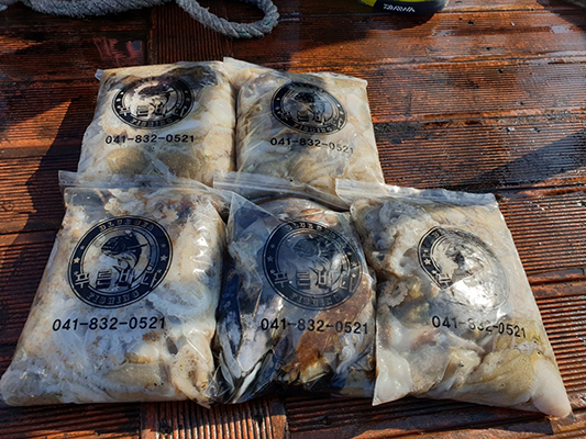 [푸른바다3호]10월12일 쭈꾸미 갑오징어 조황